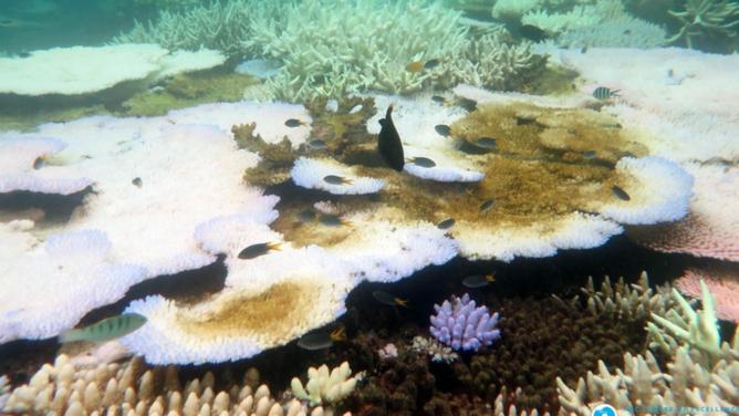 Bleaching of coral continues to be a problem for the Great Barrier Reef. (PR HANDOUT IMAGE PHOTO)