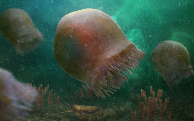 Hóa thạch 505 triệu năm của loài sứa cổ nhất được phát hiện ở Rockies Canada - Ảnh 1.