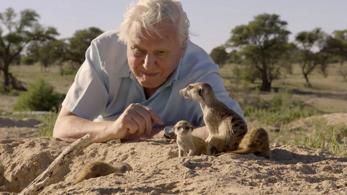 David Attenborough trong một cảnh phim Planet Earth 2. Ảnh: BBC