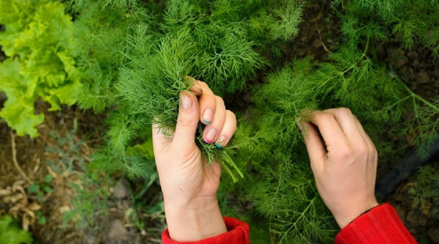 Rau thì là là một loại rau gia vị thường xuất hiện trong các món aanh cá, lẩu cá mực hấp... giúp khử mùi tanh, tạo hương thơm. Ảnh minh họa.