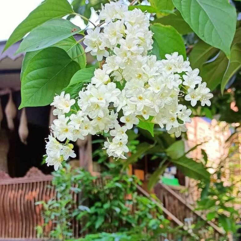 Loài hoa này nở quanh năm cả nghìn bông một lúc, vừa thơm vừa đẹp tựa tuyết trắng - 3