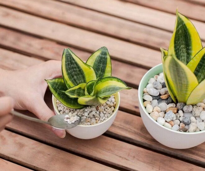 4 amp;#34;hoa tài lộcamp;#34; thích hợp cho người lười trồng ở ban công nhà, ít tưới nước cành lá vẫn sum suê - 1