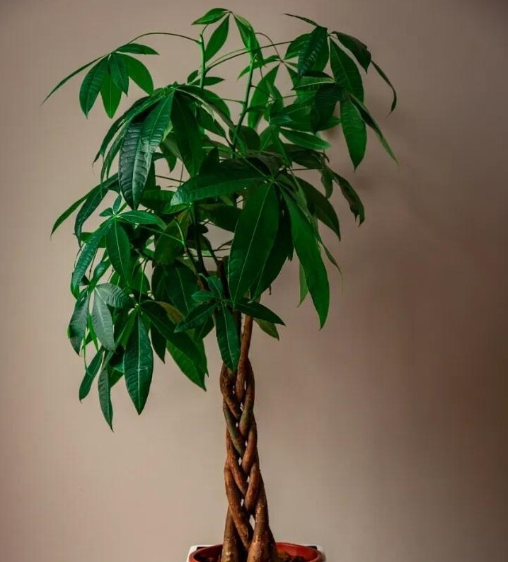 4 amp;#34;hoa tài lộcamp;#34; thích hợp cho người lười trồng ở ban công nhà, ít tưới nước cành lá vẫn sum suê - 2