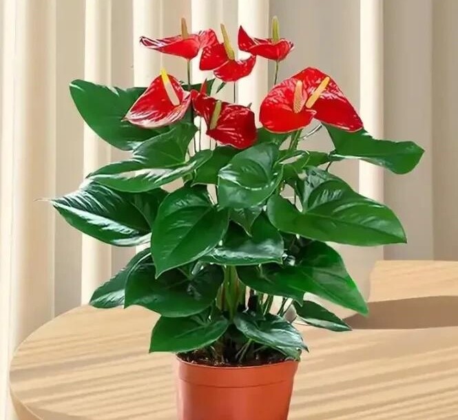 4 amp;#34;hoa tài lộcamp;#34; thích hợp cho người lười trồng ở ban công nhà, ít tưới nước cành lá vẫn sum suê - 3