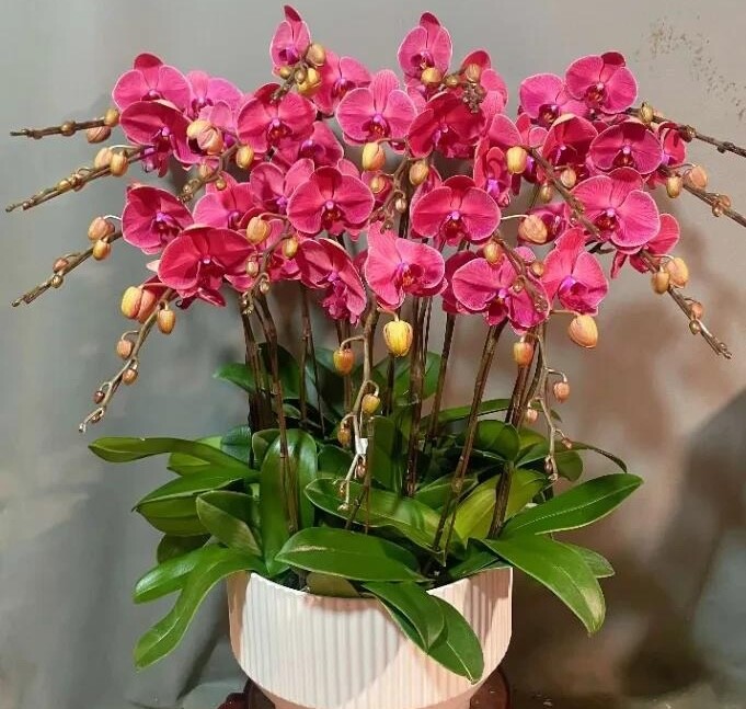 4 amp;#34;hoa tài lộcamp;#34; thích hợp cho người lười trồng ở ban công nhà, ít tưới nước cành lá vẫn sum suê - 4