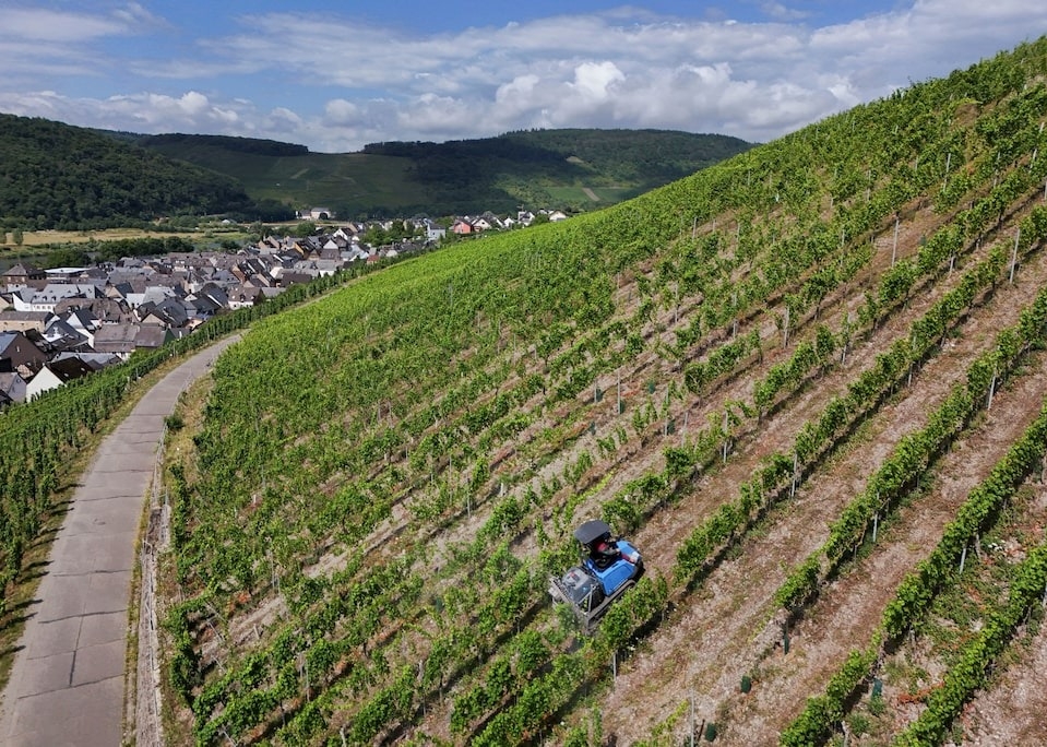 Nột vườn nho tại Moselle (Đức). Ảnh: Reuters