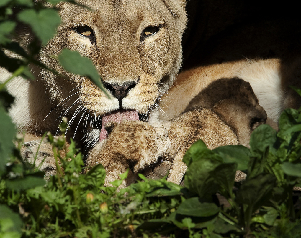 Sư tử bên trong vườn thú Aalborg ở Đan Mạch. Ảnh: AFP
