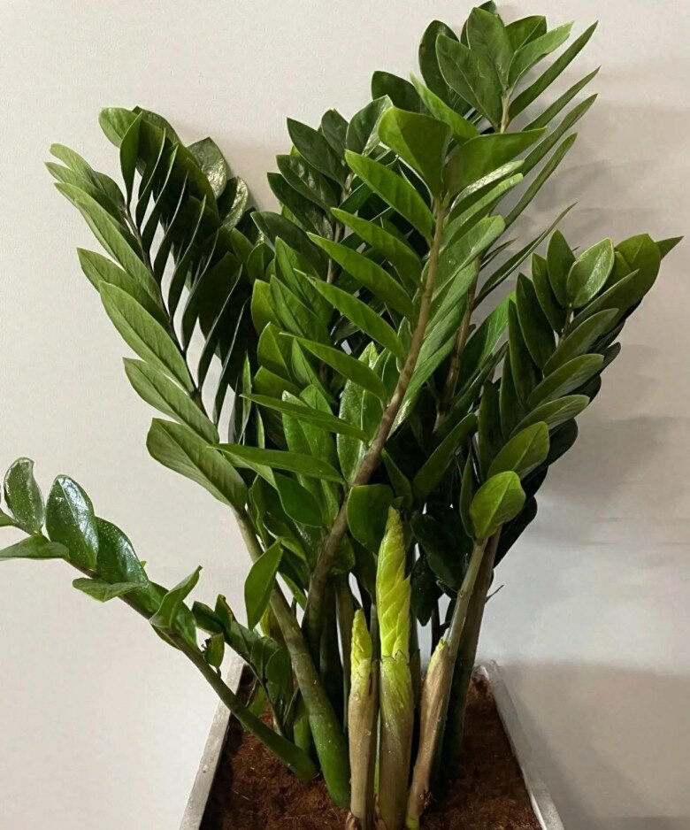 Tháng 8 làm đúng 5 việc này cây kim tiền sẽ ra hoa, chồi non mọc ầm ầm, gọi lộc tràn vào nhà - 2