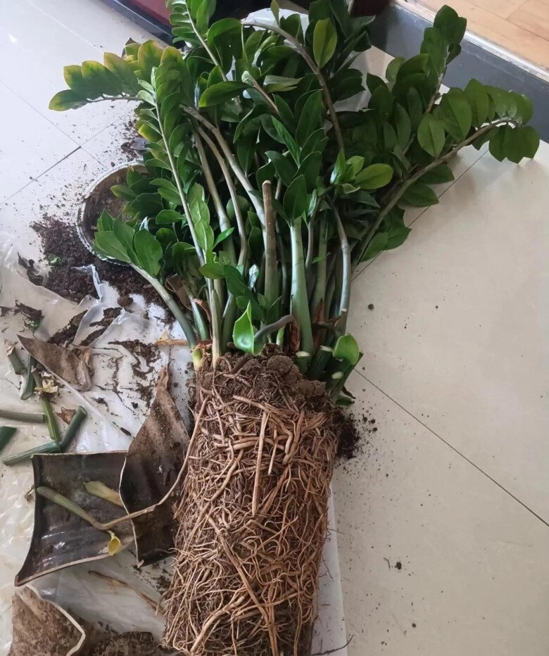 Tháng 8 làm đúng 5 việc này cây kim tiền sẽ ra hoa, chồi non mọc ầm ầm, gọi lộc tràn vào nhà - 3