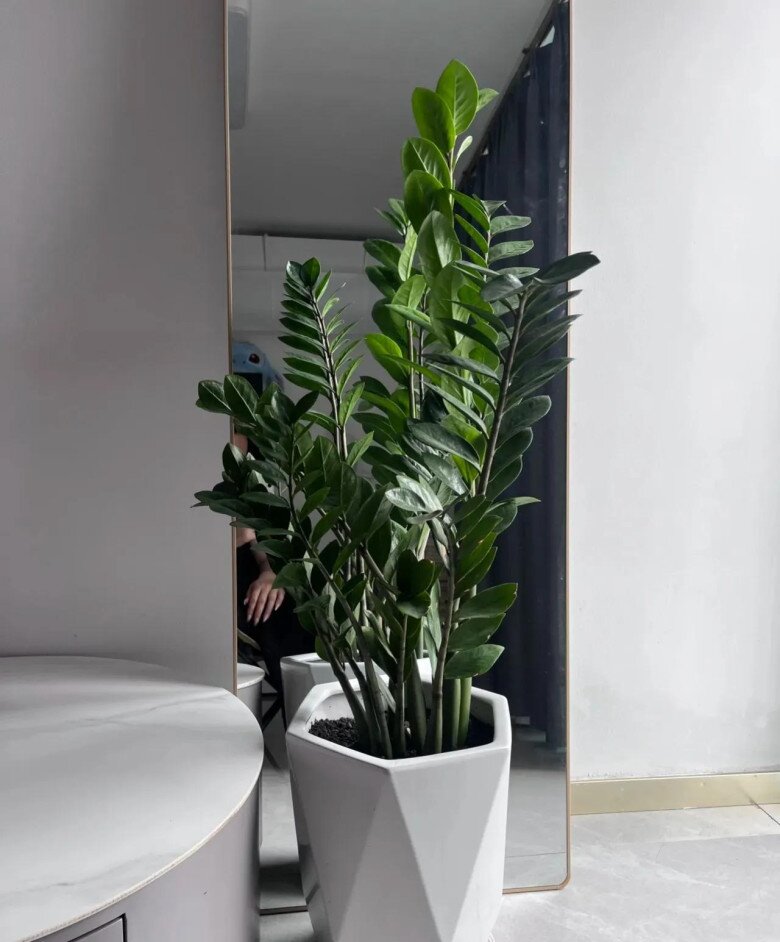 Clip: Cách nhân giống cây kim tiền