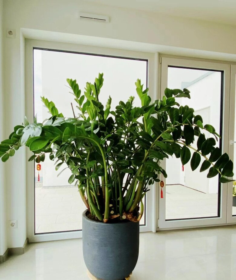 Tháng 8 làm đúng 5 việc này cây kim tiền sẽ ra hoa, chồi non mọc ầm ầm, gọi lộc tràn vào nhà - 5