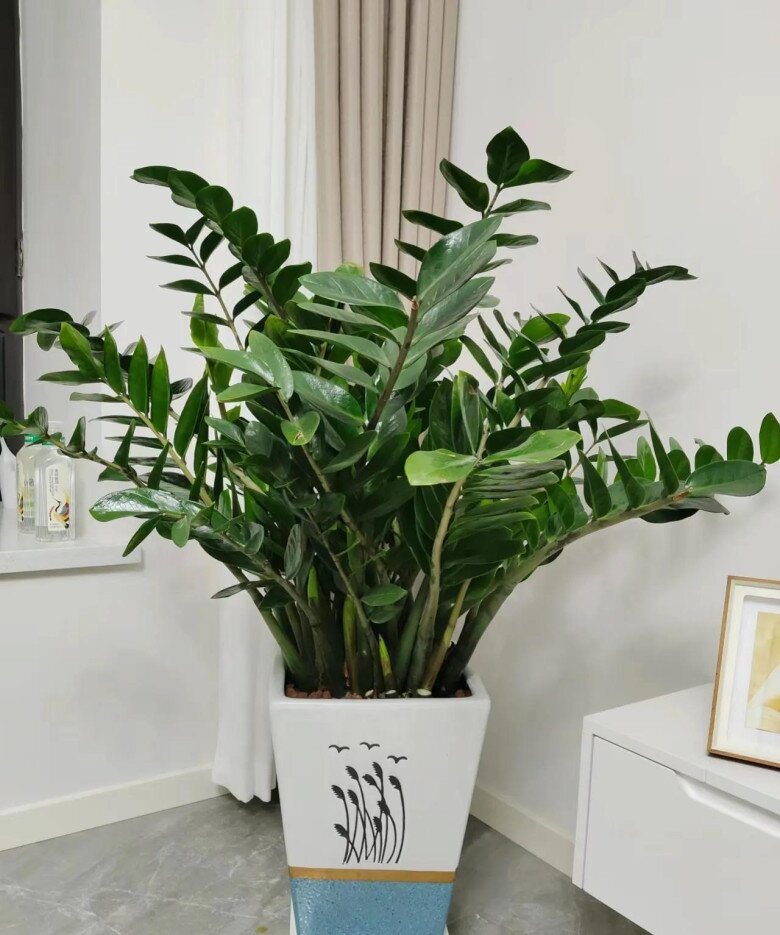 Tháng 8 làm đúng 5 việc này cây kim tiền sẽ ra hoa, chồi non mọc ầm ầm, gọi lộc tràn vào nhà - 6