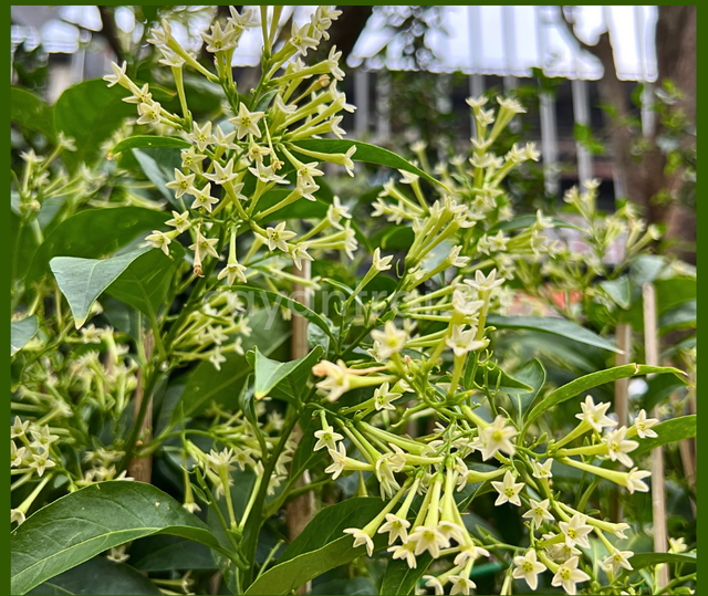 Dù cây hoa cảnh này giúp không gian sống của bạn thêm tươi mát và tràn ngập hương thơm nhưng chúng lại là hoa có độc.