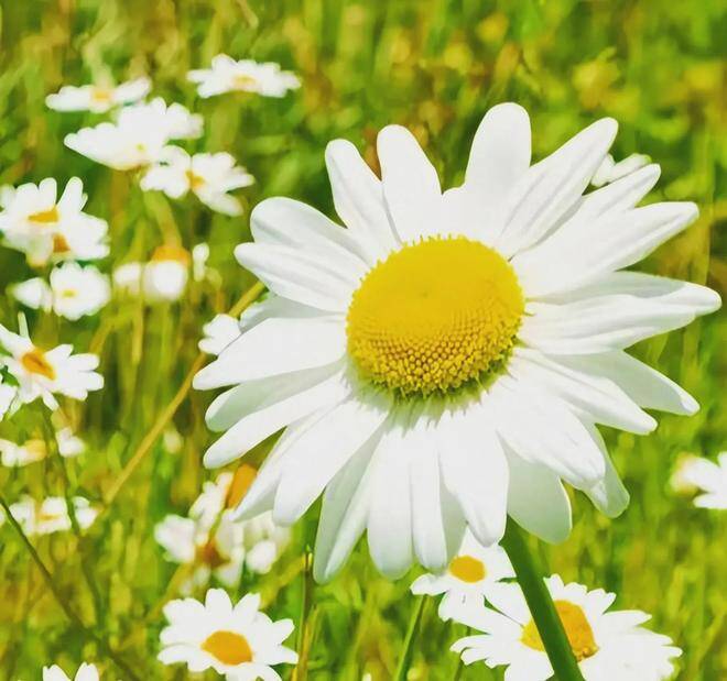 Trắc nghiệm: Nửa kia của bạn dễ bị mê mệt trước kiểu phụ nữ nào? Chọn một bông hoa là biết ngay - 2