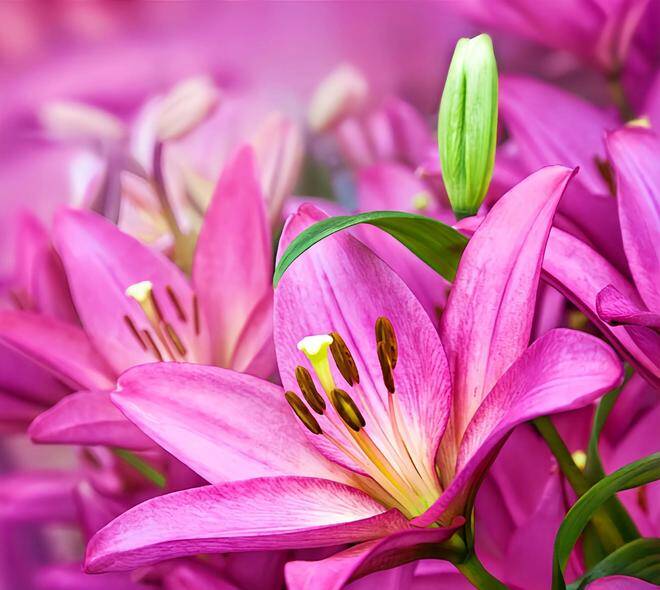 Trắc nghiệm: Nửa kia của bạn dễ bị mê mệt trước kiểu phụ nữ nào? Chọn một bông hoa là biết ngay - 4