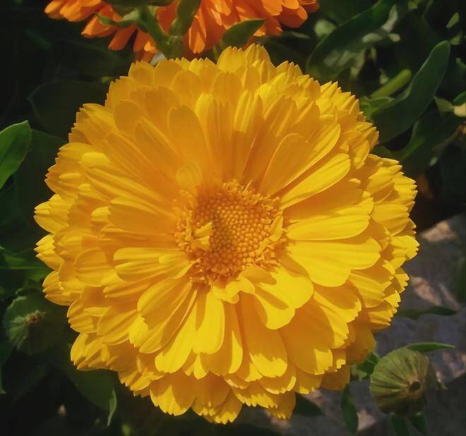 Trắc nghiệm: Nửa kia của bạn dễ bị mê mệt trước kiểu phụ nữ nào? Chọn một bông hoa là biết ngay - 5