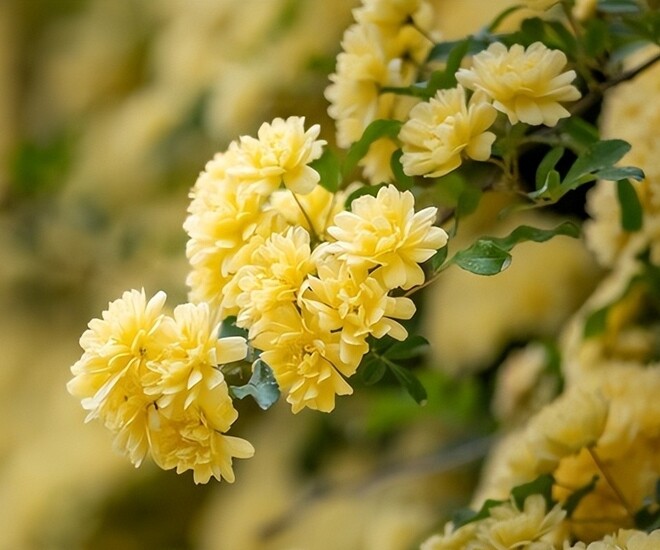 Loài hoa này dễ trồng hơn trầu bà, phát triển nhanh hơn hoa hồng, thơm hơn hoa nhài, nở 200 ngày mỗi năm - 1