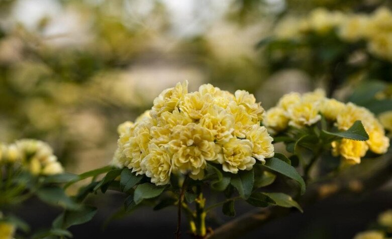 Loài hoa này dễ trồng hơn trầu bà, phát triển nhanh hơn hoa hồng, thơm hơn hoa nhài, nở 200 ngày mỗi năm - 2
