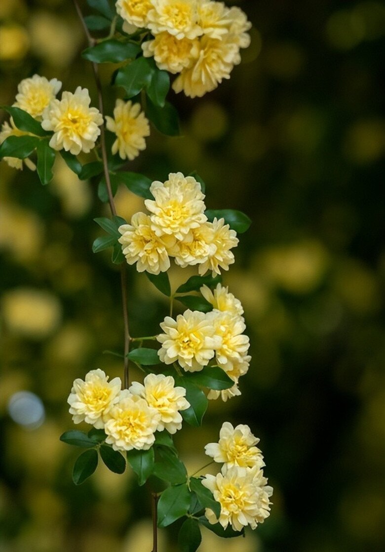 Loài hoa này dễ trồng hơn trầu bà, phát triển nhanh hơn hoa hồng, thơm hơn hoa nhài, nở 200 ngày mỗi năm - 3
