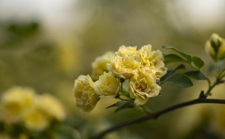 Loài hoa này dễ trồng hơn trầu bà, phát triển nhanh hơn hoa hồng, thơm hơn hoa nhài, nở 200 ngày mỗi năm - 4