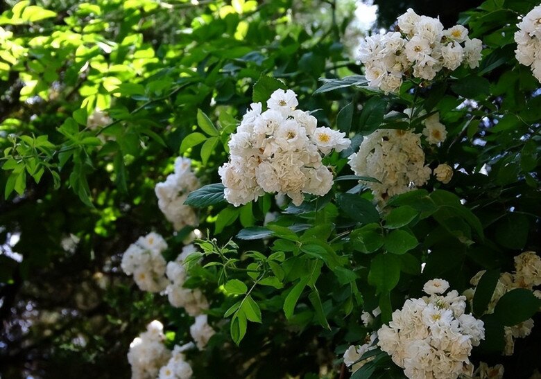 Loài hoa này dễ trồng hơn trầu bà, phát triển nhanh hơn hoa hồng, thơm hơn hoa nhài, nở 200 ngày mỗi năm - 7