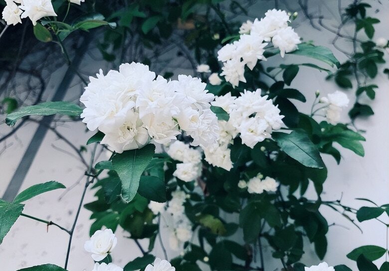 Loài hoa này dễ trồng hơn trầu bà, phát triển nhanh hơn hoa hồng, thơm hơn hoa nhài, nở 200 ngày mỗi năm - 9