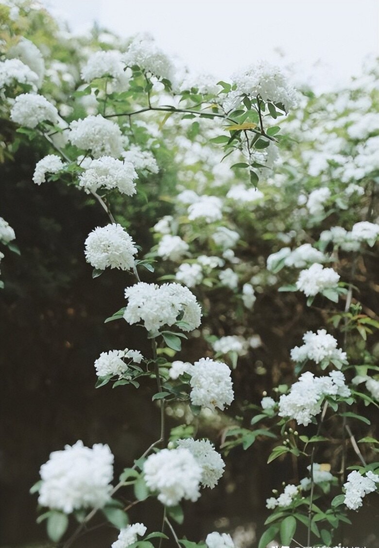 Loài hoa này dễ trồng hơn trầu bà, phát triển nhanh hơn hoa hồng, thơm hơn hoa nhài, nở 200 ngày mỗi năm - 10