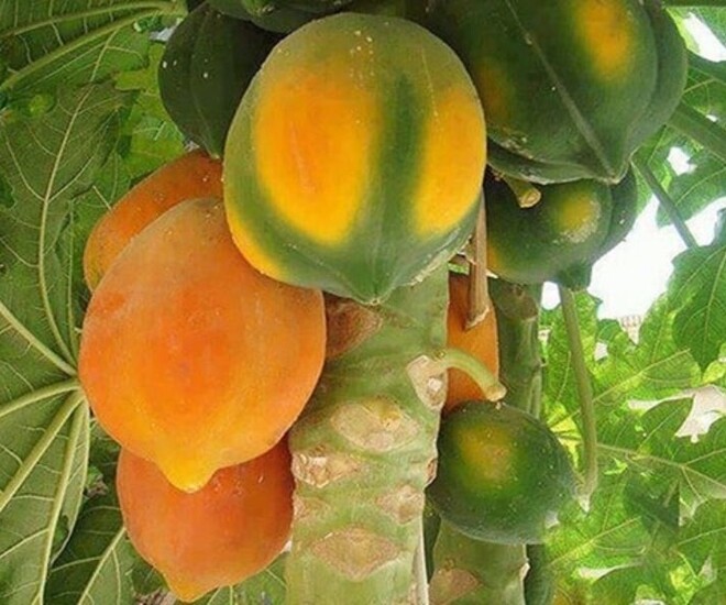 Loại quả vitamin C cao gấp đôi cam, lá ví như amp;#34;nhân sâm người nghèoamp;#34;, trồng một cây trước nhà không phú quý cũng viên mãn - 1