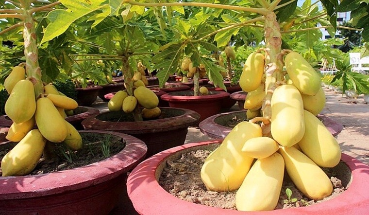 Loại quả vitamin C cao gấp đôi cam, lá ví như amp;#34;nhân sâm người nghèoamp;#34;, trồng một cây trước nhà không phú quý cũng viên mãn - 4