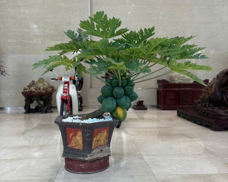 Loại quả vitamin C cao gấp đôi cam, lá ví như amp;#34;nhân sâm người nghèoamp;#34;, trồng một cây trước nhà không phú quý cũng viên mãn - 5