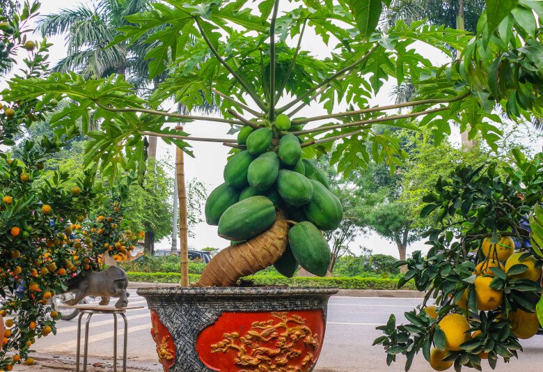 Loại quả vitamin C cao gấp đôi cam, lá ví như amp;#34;nhân sâm người nghèoamp;#34;, trồng một cây trước nhà không phú quý cũng viên mãn - 6