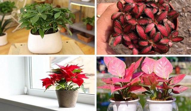 Hỏa tương khắc với Thủy, vì vậy bạn nên tránh những loại cây có màu xanh đậm hoặc đen, vì chúng tượng trưng cho hành Thủy, điều này có thể gây xung đột với mệnh Hỏa.