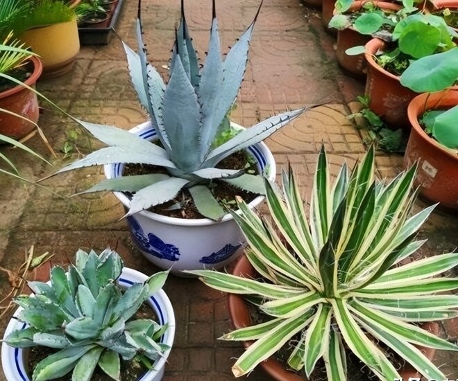 3 cây nở hoa sẽ hút cạn tài lộc, người thông minh sẽ cắt ngay, người dại tưởng điềm lành nên giữ lại - 1