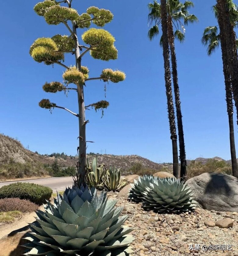 3 cây nở hoa sẽ hút cạn tài lộc, người thông minh sẽ cắt ngay, người dại tưởng điềm lành nên giữ lại - 2