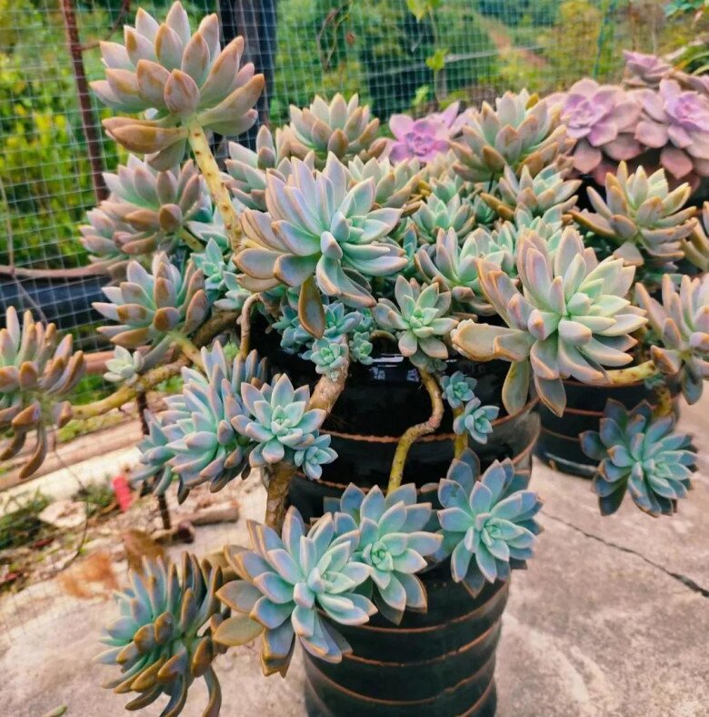 3 cây nở hoa sẽ hút cạn tài lộc, người thông minh sẽ cắt ngay, người dại tưởng điềm lành nên giữ lại - 3