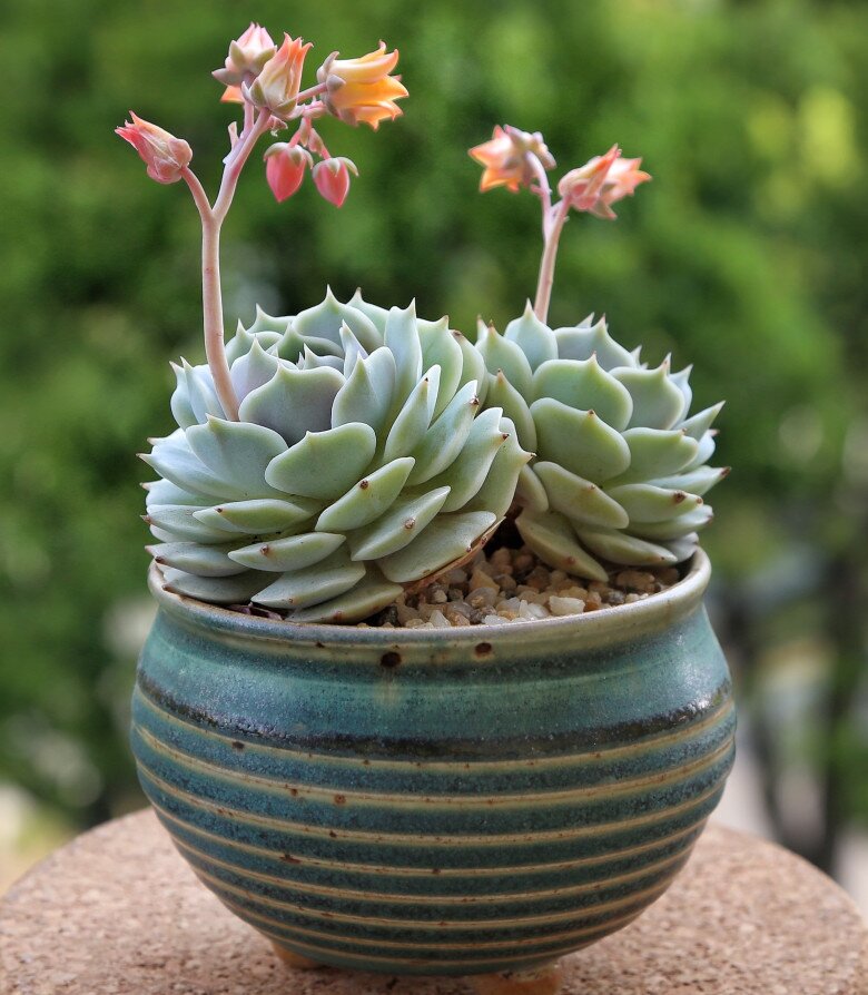 3 cây nở hoa sẽ hút cạn tài lộc, người thông minh sẽ cắt ngay, người dại tưởng điềm lành nên giữ lại - 4