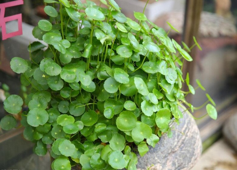 3 cây nở hoa sẽ hút cạn tài lộc, người thông minh sẽ cắt ngay, người dại tưởng điềm lành nên giữ lại - 5