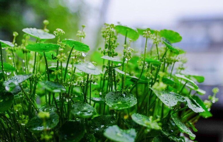 3 cây nở hoa sẽ hút cạn tài lộc, người thông minh sẽ cắt ngay, người dại tưởng điềm lành nên giữ lại - 6