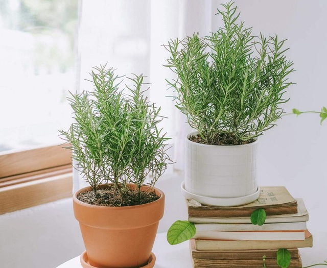 Tháng 7 âm nên đặt trong nhà cây hương thảo, hoặc các loại cây có công dụng thanh lọc và giữ sinh khí. Ảnh internet