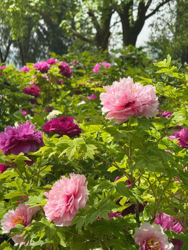 Người xưa nói: “Trong nhà có 3 loài hoa, hai tay thu tài lộc”, đó là 3 loài hoa nào? - 2