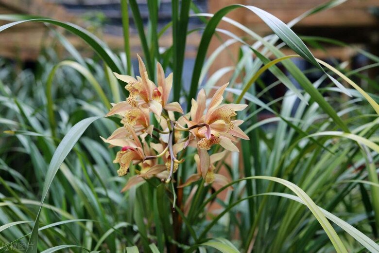 Người xưa nói: “Trong nhà có 3 loài hoa, hai tay thu tài lộc”, đó là 3 loài hoa nào? - 3