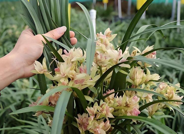 Người xưa nói: “Trong nhà có 3 loài hoa, hai tay thu tài lộc”, đó là 3 loài hoa nào? - 4