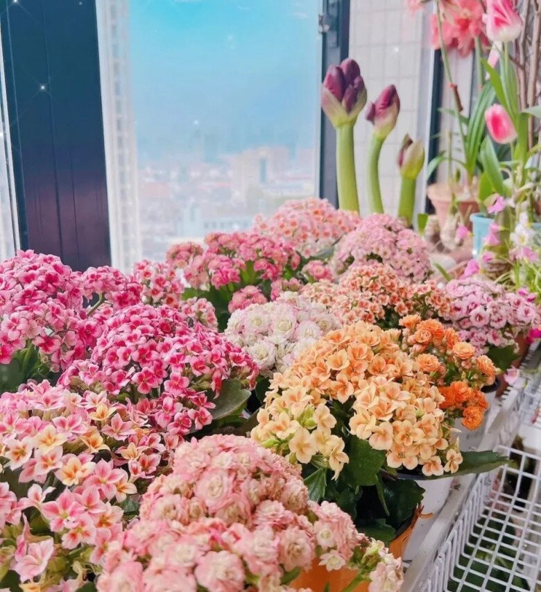 Người xưa nói: “Trong nhà có 3 loài hoa, hai tay thu tài lộc”, đó là 3 loài hoa nào? - 5