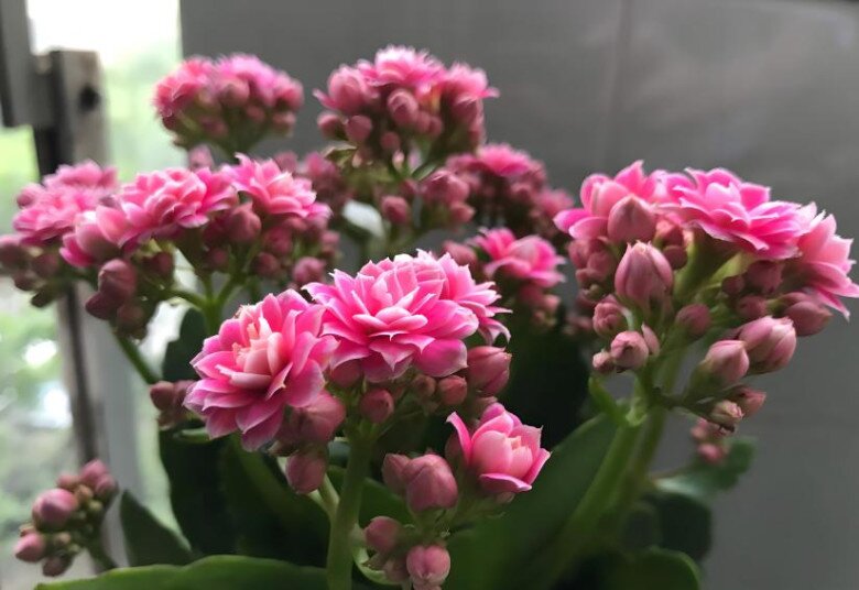 Xem thêm: Tại sao không nên trồng cây mộc hương trước nhà? Đây không phải mê tín mà có cơ sở cả