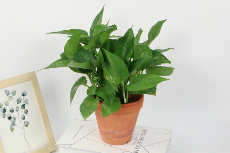 Xem thêm: Trầu bà có thể tiếp xúc với ánh mặt trời không? 90% người đang làm sai mà không biết