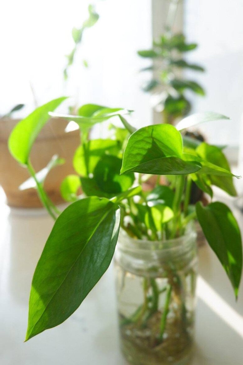 Trồng trầu bà trong nhà giúp chiêu tài hút lộc nhưng 3 người này không nên trồng kẻo hại người, phá tài - 3