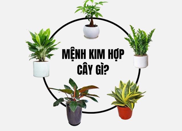 Một chậu cây cảnh được bày trí đúng chỗ, tựa như tấm bình phong ngăn khí xấu.