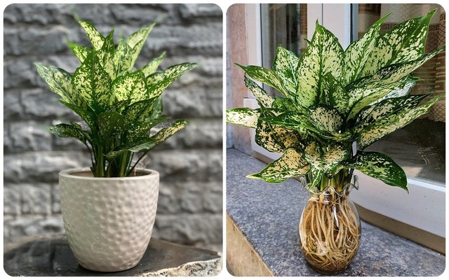 ngọc ngân mang trong mình vẻ ngoài thanh tao, sang trọng và cuốn hút.