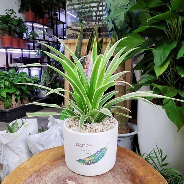 Trong phong thủy, cây dây nhện mang ý nghĩa mang lại nhiều may mắn, an lành cho gia chủ.