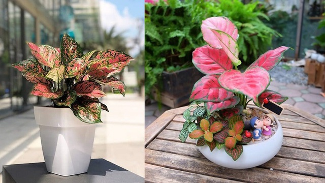 Trồng cây vạn lộc trong phòng làm việc cũng thu hút tài lộc và khiến người trồng gặp nhiều thuận lợi trong cuộc sống.